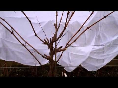 How to prune a grapevine to Double Guyot