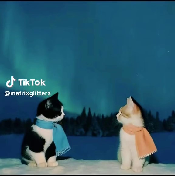 Cats Dancing and Swimming: Adorable Cat Moments