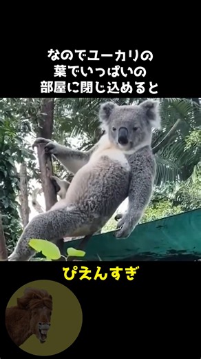 動物ふしぎ発見 on Instagram: "コアラの知能が残念過ぎた..😭 #雑学 #動物 #豆知識 #動物好き #かわいい動物 #かわいい #コアラ"