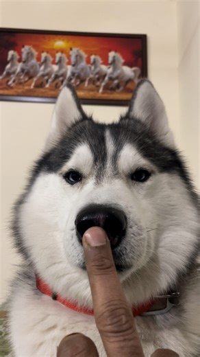 Dogu Husky Shibu on Instagram: "Boop boop sound cute comedy with husky squeeze nose 🥰 #husky #dogsofinstagram #siberianhusky #dog #huskylove huskylife huskypuppy huskiesofinstagram dogs puppy huskies huskylovers huskygram huskyworld huskyphotography huskynation doglover dogstagram puppylove doglife puppiesofinstagram huskysiberiano dogoftheday love huskymix instadog huskyofinstagram doglovers huskypics cute"