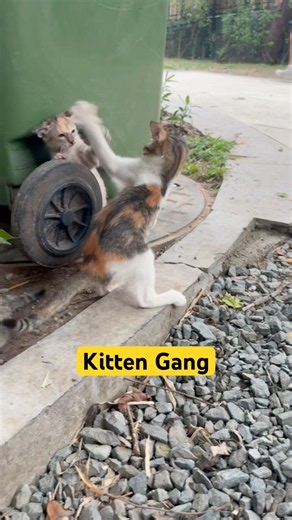 Street Kittens Playing Together Near Their Shelter