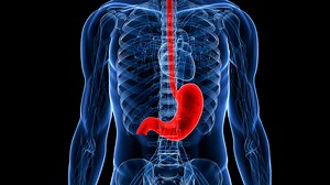 Cáncer de Estómago: síntomas y opciones de tratamiento