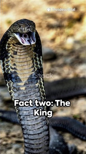 Cobra Chronicles 🐍
