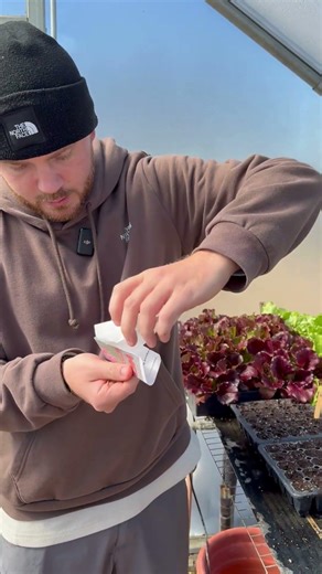 Small seed struggles? Here’s the trick for sowing tiny seeds one at a time. #growhoss