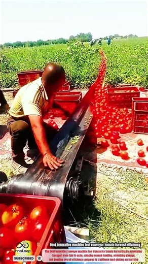Best innovative machine tool conveyor tomato harvest efficiency