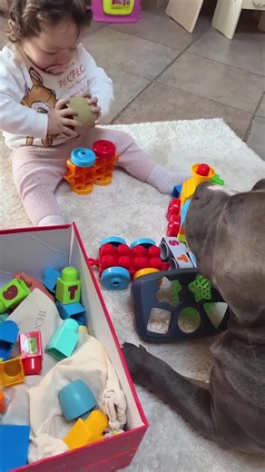 Troppo belli insieme 🥹😍❤️ . . #Goodbye2024 #fypシ #fundog #fyp #baby #puppy #reels #dog #viral #babygirl #funny #bully #doggo #MASSIeMINO #bullyuk #cutedog #fypage #doglovers #foryou #americanbully | G00D View