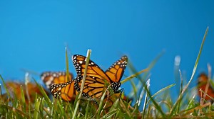 Motyle: Oszałamiające ujęcia kolorowych owadów zagrożonych wyginięciem