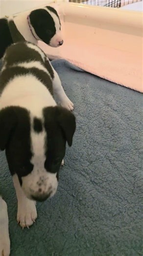 Back to regular scheduled programming,puppies!