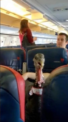 Flying Zoo? 🦚🐴 The Wildest Service Animals EVER Caught on Planes!