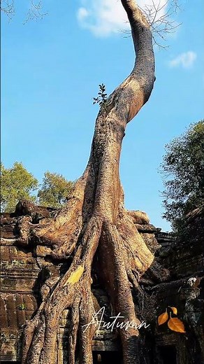Ta Prohm Temple 🌳 | Where Nature Meets Ancient Angkor #travel