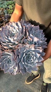 Amazing succulent collection 😮 | Succulents