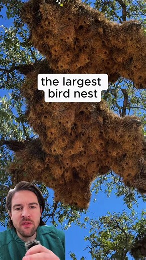 World's Largest Birds Nest Discovered by Sparrows