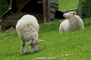 animated%2Bgirl%2Bknotted%2Bby%2Bdog%2Bvideo