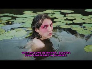 How Wolves Reshaped Yellowstone's Rivers: A Stunning...