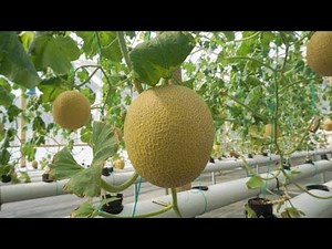 Important Tips For Harvesting And Storing Cantaloupe| Smart Agri Hub