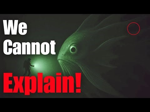 Why Deep Sea Creatures Evolve into Giants | Sleep Documentary