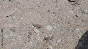 Two baby loggerhead turtle hatchlings try to make it to the sea as the shadow of a person looms over them