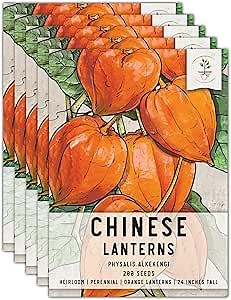 Seed Needs Chinese Lantern Seeds for Planting (Physalis Alkekengi) Heirloom & Open Pollinated Orange Ornamental Husk Cherries - Annuals to Plant an Outdoor Garden (5 Packs)