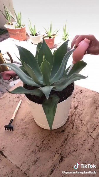 Foxtail Agave Planting and Care Tips