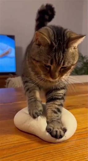 Kneading Bread Like a Pro Watch Perfect Loaves Rise Fast #catsoftiktok #homemadebread #kitchenhacks