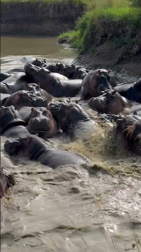 Seeing African Hippos Is a Major Highlight of a Serengeti Wildebeest Migration Safari