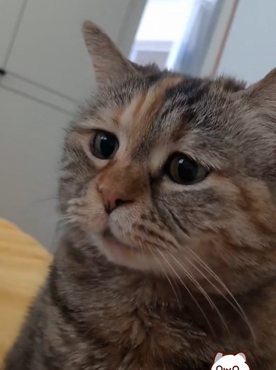 귀여운 고양이 울음소리 모음
