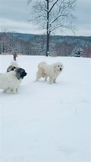 The Free Birds RV Homestead on TikTok