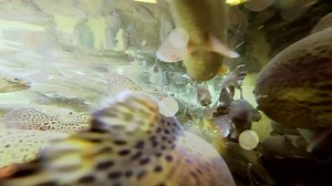 Group Fishes Swimming Deep Underwater Sea: vídeo stock (100% livre de direitos) 7150948 | Shutterstock