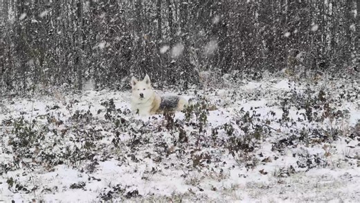 This is one happy dog. She's really showing off the husky part with being covered in snow, while the stubborn akita half is giving me looks 😂 #skooliebuild #skoolieconversion #skoolielife #skoolienation #skooliecommunity #skoolieliving #skoolie #buslife #buslifestyle #buslifeadventure #busbuild | The Beers Bus