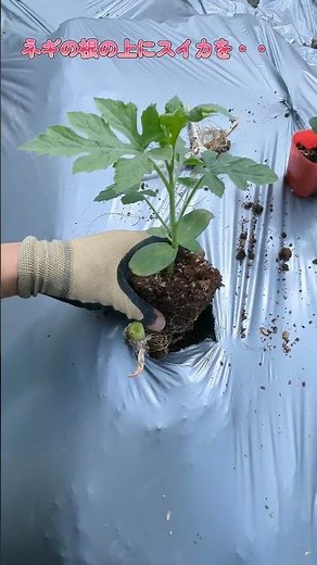 【家庭菜園】4月のスイカ植え付け！寒い時期の防寒とネギ混植のコツ（ピノガール＆ブラックプリンス）