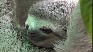 Three-toed sloth close up. Blinking. Bradypus variegatus