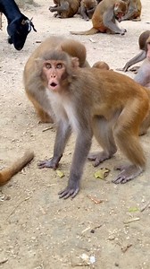 5.4M views · 33K reactions | The monkey is showing his angry attitude . . . . . . . . . . #LaughWithAnimals #angrymonkey #monkeyattitude #monkereaction | Laugh with Animals | Facebook