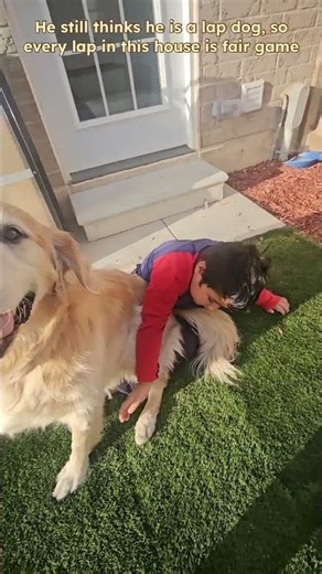 When Your Dog Thinks He’s a Lap Dog 😂❤️ | Funny Pet Moments