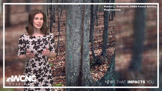 Can trees explode from arctic temperatures?