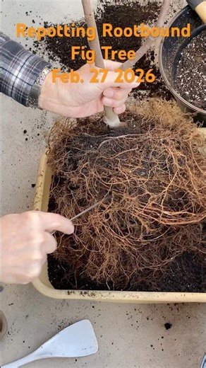 Repotting a Root-bound VDB Fig Tree
