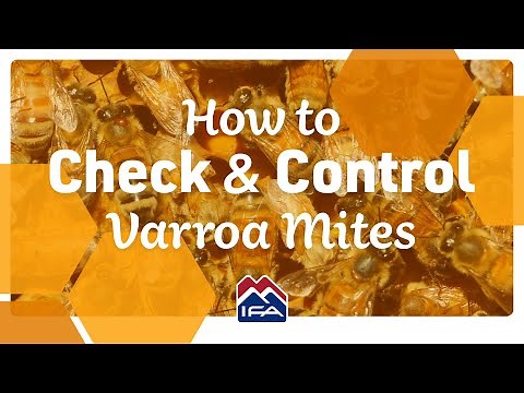 How to Check for Varroa Mites in your Beehive