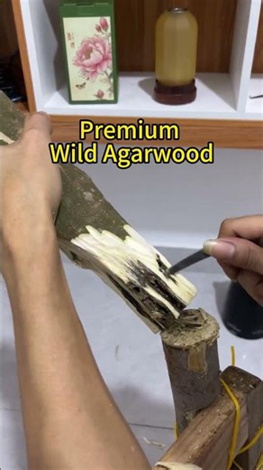 Refining Premium Wild Agarwood | Revealing the Resin-Rich Core