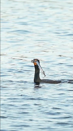 Hungry Bird Swallows Needlefish Whole - Cormorant