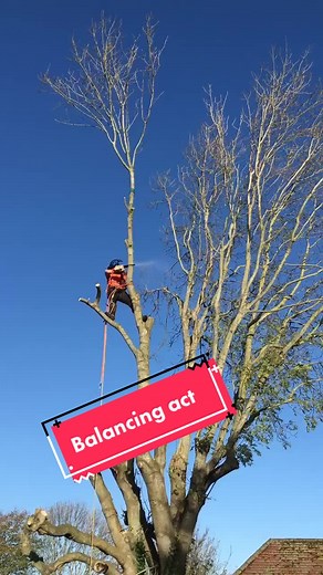 Ash tree removal 🌳 minimal space #treesurgery #treesurgeon #arborist #treework #arblife #arboriculture #treeservice #arboristsofinstagram #trees #tre