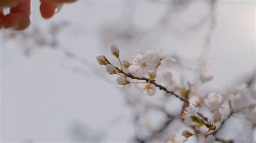 Flowers, Tree, Hand. Free Stock Video