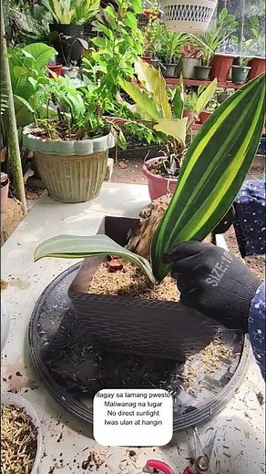 Subok-at-effective step guide para maging successful ang pagtatanim ng Sansevieria cuttings.