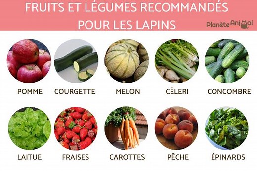 Fruits et légumes recommandés pour le lapin - Lapin et lapin nain