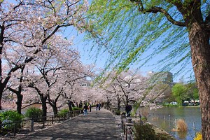 Ueno Travel Guide - Expert Picks for your Vacation