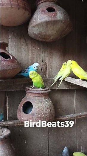 Budgies Chirping 🐦 | Sweet & Relaxing Bird Sounds | #birds #chirping #birdsounds