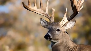 Your complete guide to the 2018 rifle season for deer in Pa.