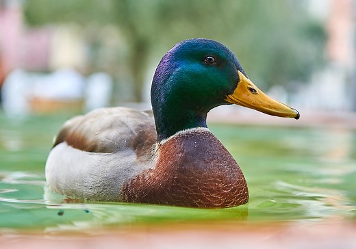 Duck Symbolism & Meaning ( Totem, Spirit & Omens)