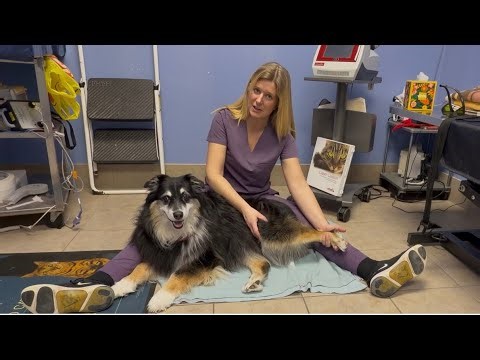 Passive Range of Motion exercises for your dog after surgery