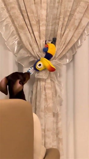 Martial Arts Dog: A Pup's Kung Fu Skills Unleashed