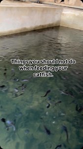 #catfish #urbanfarming #aquaculture | Mirajfoodsand_fishery