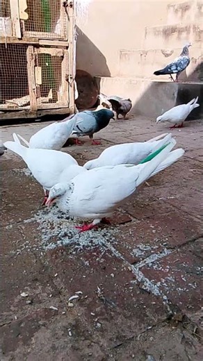 beautiful 😍 pigeon, pigeons